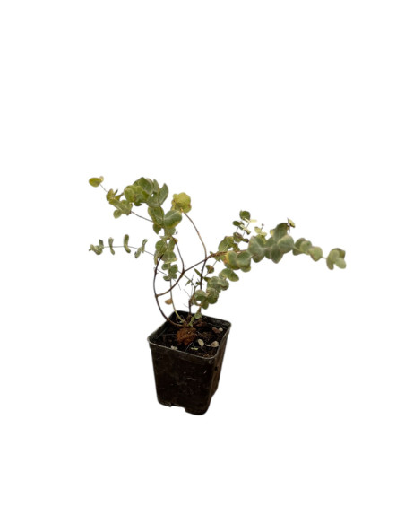 Chorisia Tree Sale - Online Garden Trees| Mondo Piante