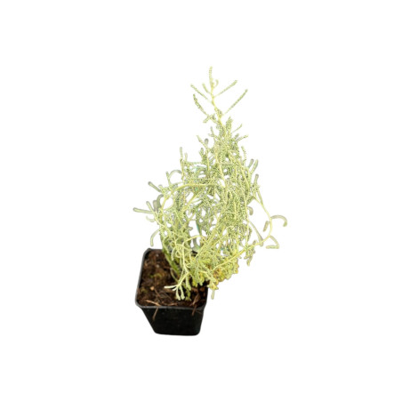5 Piante Santolina in Vaso 7cm-Piante Aromatiche Online| Mondo Piante