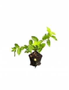 5 Piante di Weigela in Vaso... 2