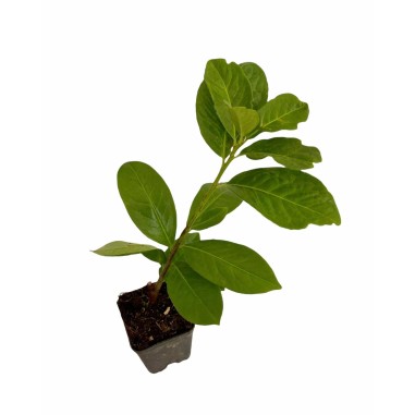 Pianta di Lauroceraso in vaso 7cm-Piante Da Siepe | Mondo Piante