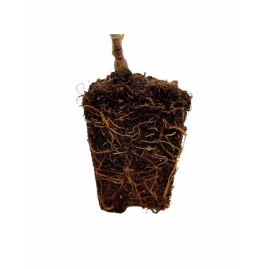 Pianta di Lauroceraso in vaso 7cm-Piante Da Siepe | Mondo Piante