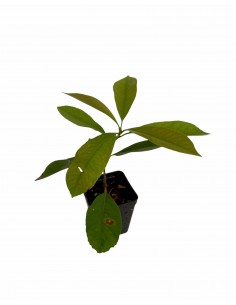 Pianta di Photinia in Vaso... 2