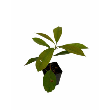 Pianta di Photinia in Vaso 7cm-Piante Da Siepe Online| Mondo Piante