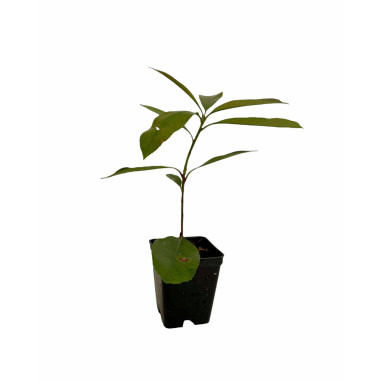 Pianta di Photinia in Vaso 7cm-Piante Da Siepe Online| Mondo Piante