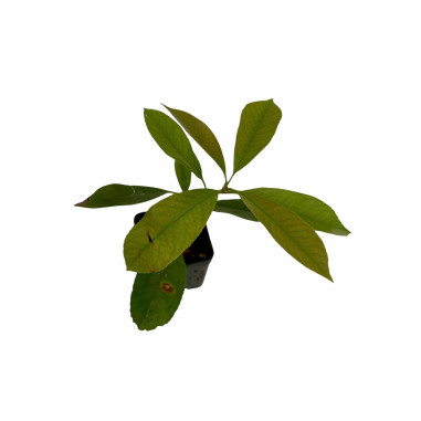 Pianta di Photinia in Vaso 7cm-Piante Da Siepe Online| Mondo Piante