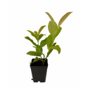 Pianta di Viburno Lucido Vaso 7cm – Ideale per Siepi e Aree Verdi