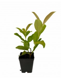 copy of Glossy Viburnum Plant