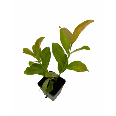 Pianta di Viburno Lucido Vaso 7cm-Piante Da Siepe | Mondo Piante