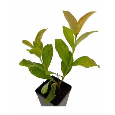 Pianta di Viburno Lucido Vaso 7cm-Piante Da Siepe | Mondo Piante