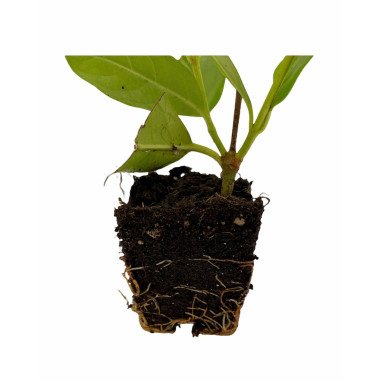 Pianta di Viburno Lucido Vaso 7cm-Piante Da Siepe | Mondo Piante