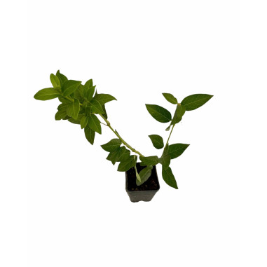 Pianta di Viburno Tinus in Vaso 7cm - Piante Da Siepe |Mondo Piante