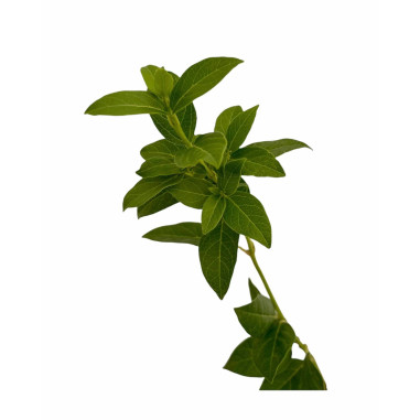 Pianta di Viburno Tinus in Vaso 7cm - Piante Da Siepe |Mondo Piante