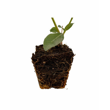 Pianta di Viburno Tinus in Vaso 7cm - Piante Da Siepe |Mondo Piante