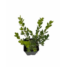 Vendita Bosso (Buxus) Vaso 7 | Siepi e Bordure | Mondo Piante 2