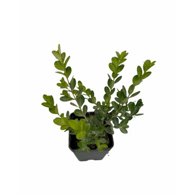 Pianta di Buxus Sempervirens Vaso 7cm-Piante Da Siepe|Mondo Piante