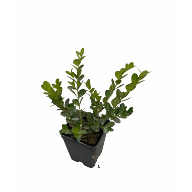Pianta di Buxus Sempervirens Vaso 7cm-Piante Da Siepe|Mondo Piante