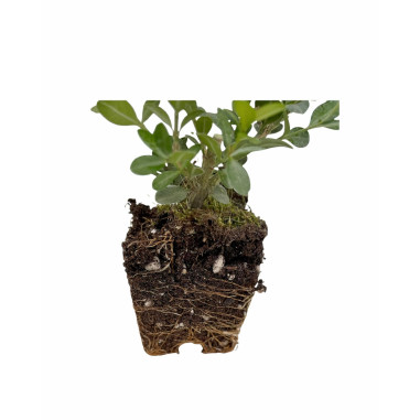 Pianta di Buxus Sempervirens Vaso 7cm-Piante Da Siepe|Mondo Piante