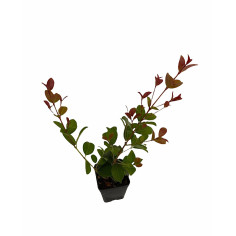 Pianta Eugenia Myrtifolia Vaso 7cm | Mondo Piante 2