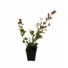 Pianta Eugenia Newport Vaso 7 cm | Mondo Piante