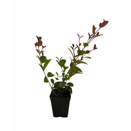 Pianta Eugenia Newport Vaso 7 cm | Mondo Piante
