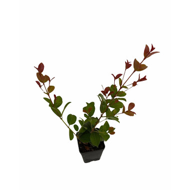 Vendita Pianta di Eugenia Newport 7cm- Piante Da Siepe |Mondo Piante