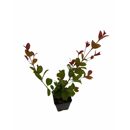 Pianta Eugenia Newport Vaso 7 cm | Mondo Piante