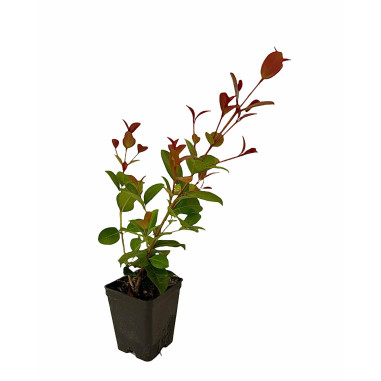 Vendita Pianta di Eugenia Newport 7cm- Piante Da Siepe |Mondo Piante