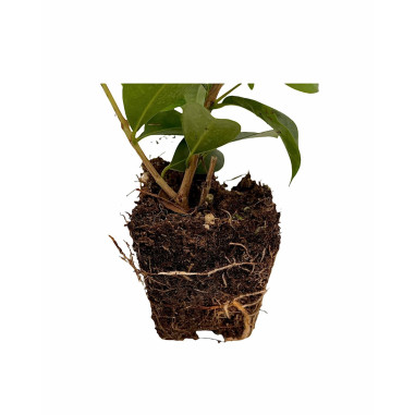 Vendita Pianta di Eugenia Newport 7cm- Piante Da Siepe |Mondo Piante