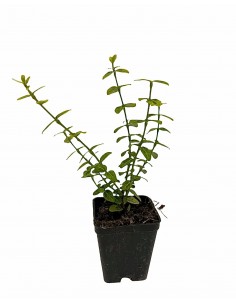 Pianta di Euonymus Emerald...