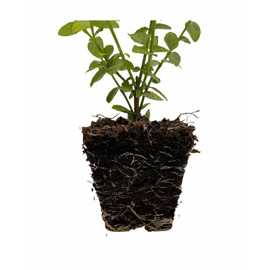 Sale Plant Euonymus Esmerald Gold-Hedge Plants |Mondo Piante