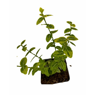 Pianta Euonymus Emerald Gold Vaso 7cm-Piante Da Siepe|Mondo Piante