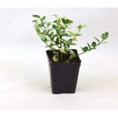Pianta Euonymus Japonicus Bravo Vaso 7 cm | Mondo Piante 2