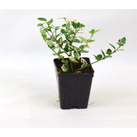 Pianta Euonymus Japonicus in Vaso 7cm-Piante Da Siepe|Mondo Piante