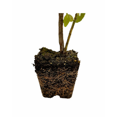 Pianta Euonymus Livornese in Vaso 7cm-Piante Da Siepe|Mondo Piante