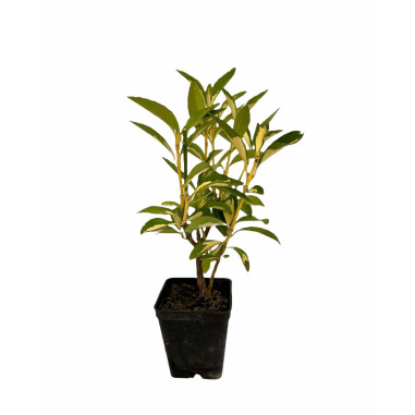 Selling Euonymus Livornese Plant-Hedge Plants Online |Mondo Piante