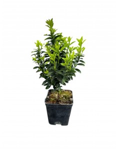 copy of Euonymus Japonicus...