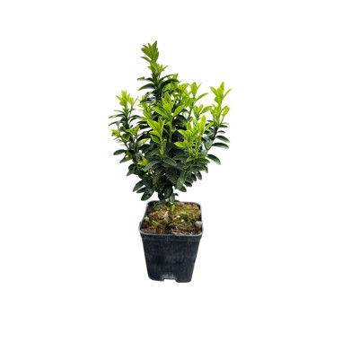 Piante di Euonymus Pulchellus Aurea-Piante Da Siepe|Mondo Piante