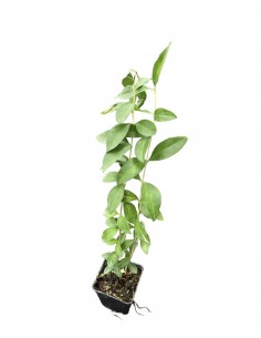 copy of Privet plant