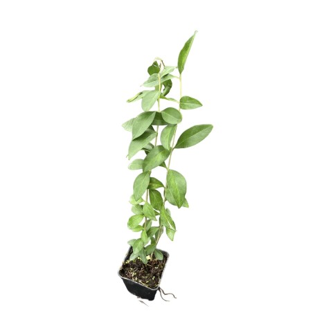 Sale Privet Plant - Hedge Plants Online | Mondo Piante