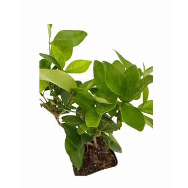Pianta Ligustro Japonica in Vaso 7cm  - Piante Da Siepe|Mondo Piante