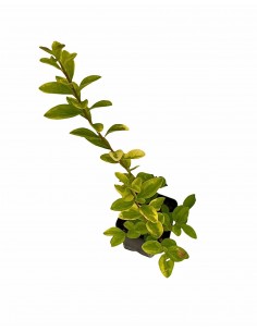 copy of Privet plant