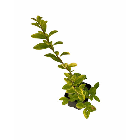 Vendita Pianta Ligustro Variegato Vaso 7cm-Piante Da Siepe|MondoPiante
