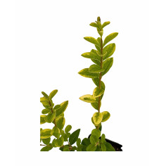 Vendita Pianta Ligustro Variegato Vaso 7cm-Piante Da Siepe|MondoPiante 2