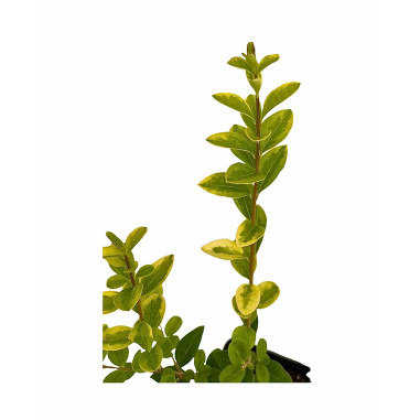 Vendita Pianta Ligustro Variegato Vaso 7cm-Piante Da Siepe|MondoPiante