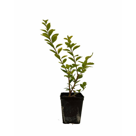 Vendita Pianta Ligustro Variegato Vaso 7cm-Piante Da Siepe|MondoPiante