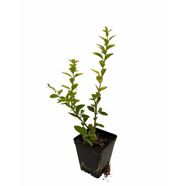 Vendita Pianta Ligustro Variegato Vaso 7cm-Piante Da Siepe|MondoPiante