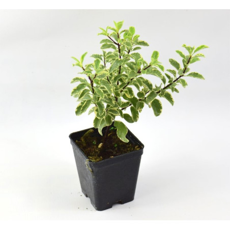 Pittosporum Tenuifolium Plant for Sale - Bush Plants Online | Mondo Piante