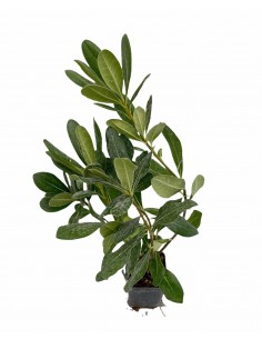 copy of Pitosforo Tobira plant 2