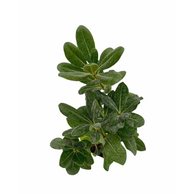 Vendita Pianta Pitosforo Tobira- Piante Da Siepe Online|Mondo Piante