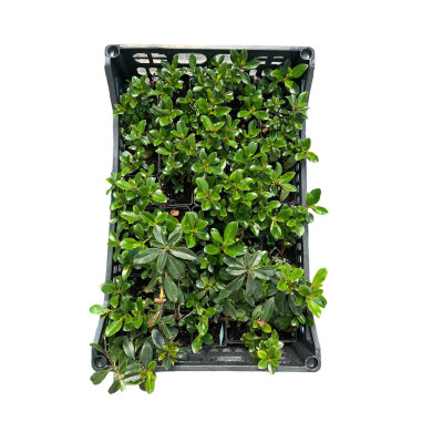 Vendita Pianta Pitosforo Tobira- Piante Da Siepe Online|Mondo Piante